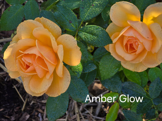Amber Glow Climbing Bareroot