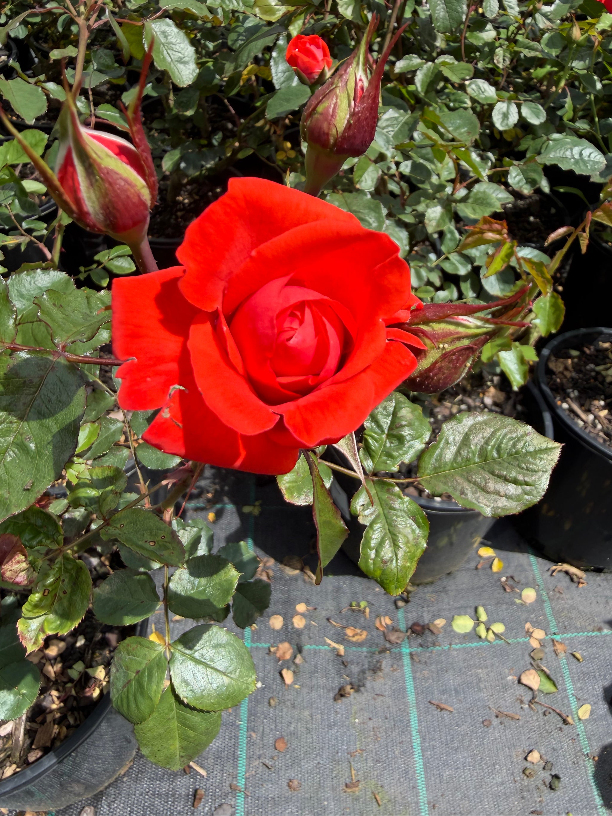 Trumpeter Floribunda - Bush Rose