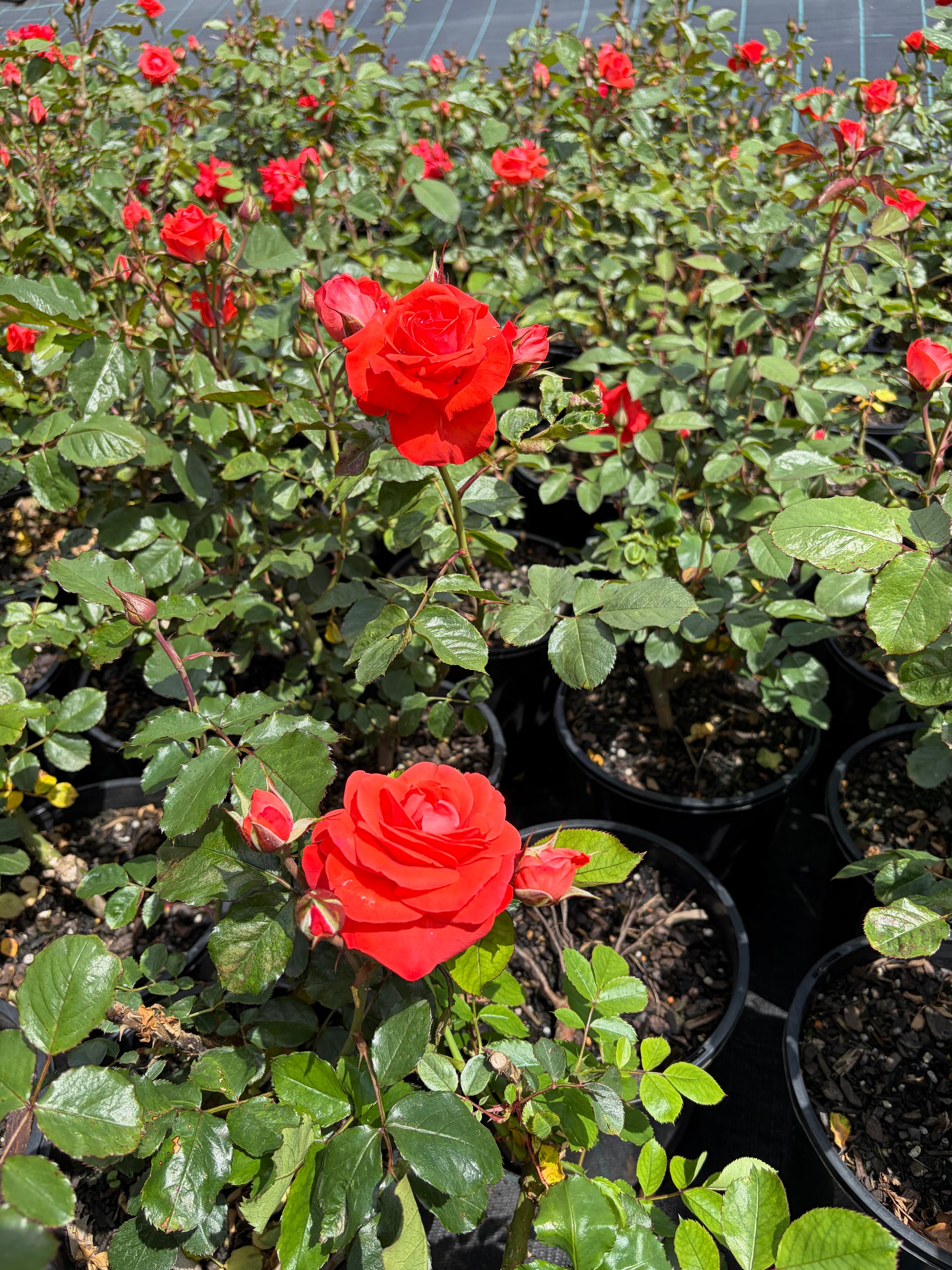 Trumpeter Floribunda - Bush Rose