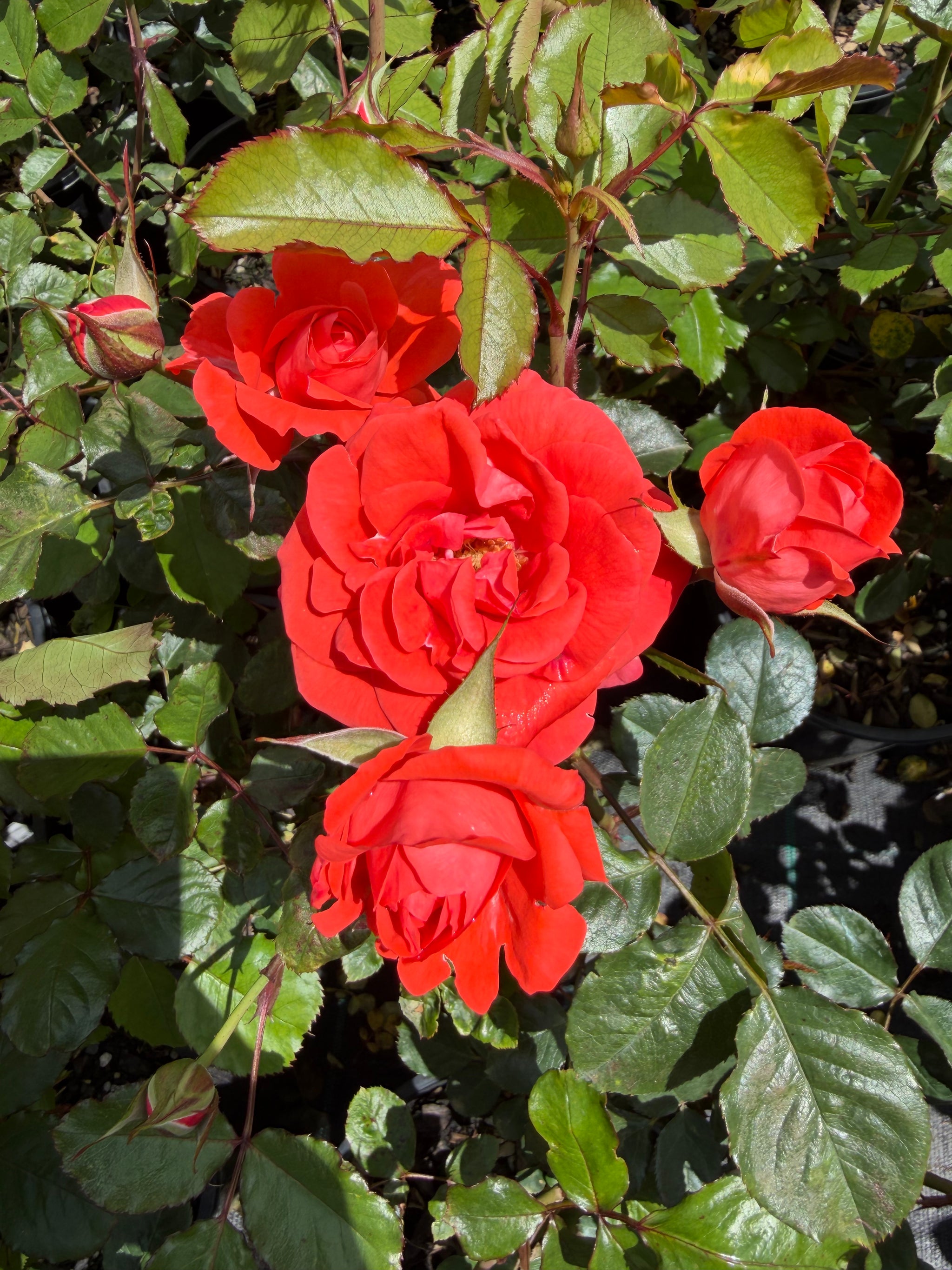 Trumpeter Floribunda - Bush Rose