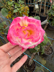 Double Delight - Hybrid Tea Rose 2ft patio standard