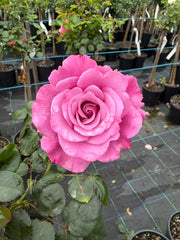 Angel Face Floribunda Potted 2ft Patio Rose