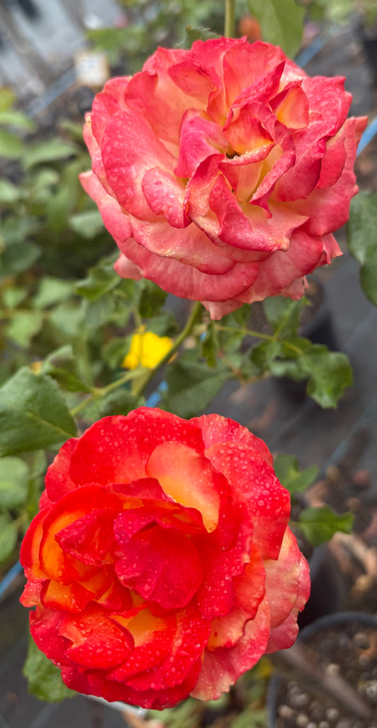 Tequila Sunrise Hybrid Tea 2ft patio standard