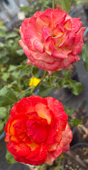 Tequila Sunrise Hybrid Tea 2ft patio standard (Bareroot)