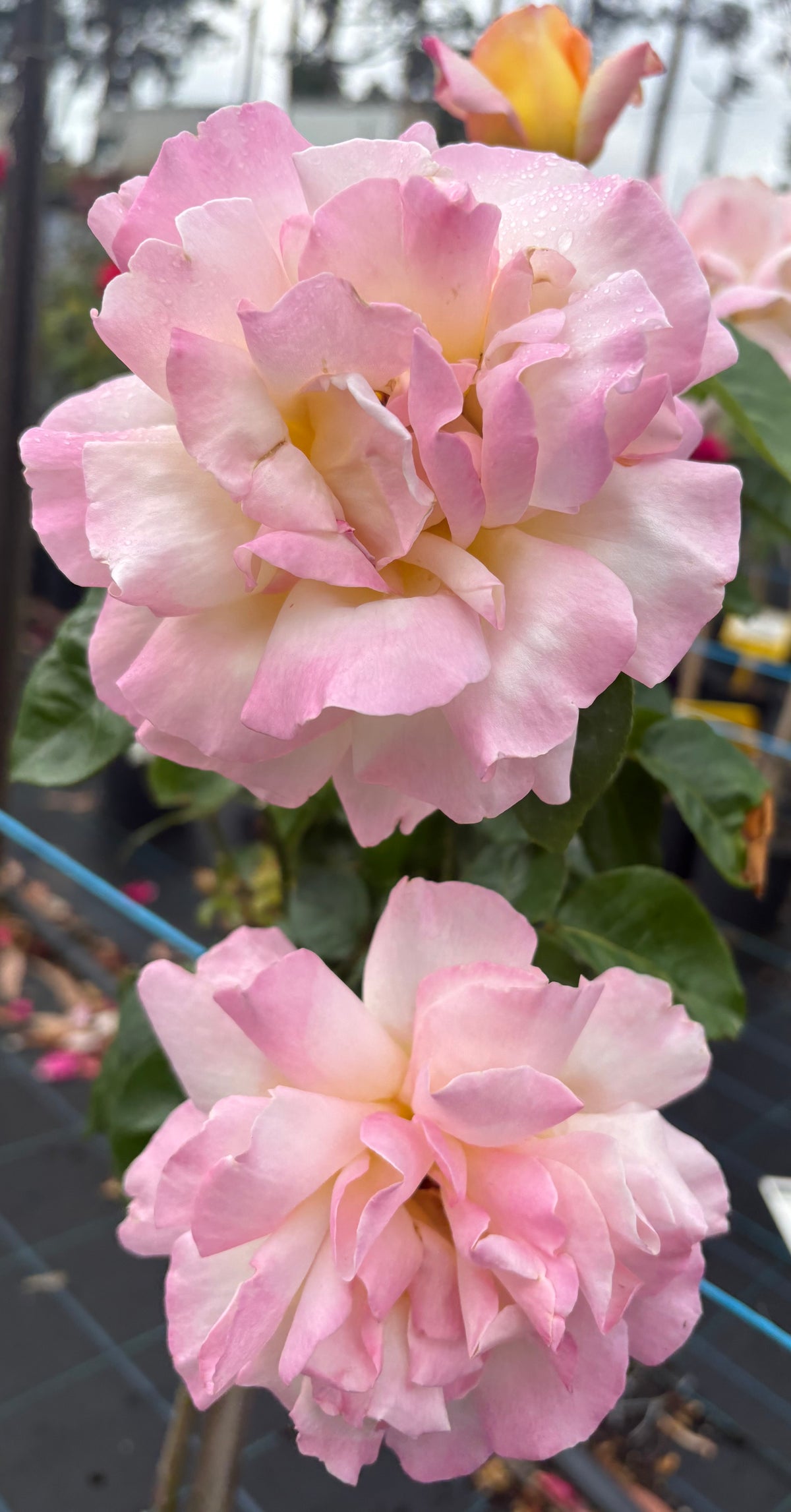 Peace - Hybrid Tea 2ft patio standard