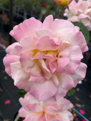 Peace - Hybrid Tea 2ft patio standard (Bareroot)