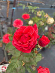 Ilona Hybrid Tea Bush Rose 2ft patio standard (Bareroot)