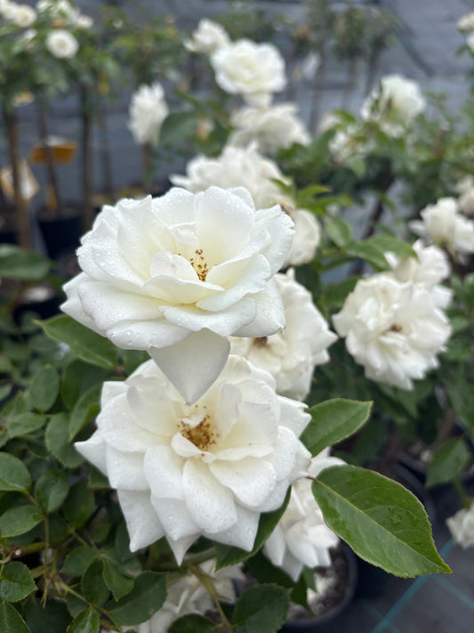 Iceberg - Floribunda Rose 2ft Patio Standard