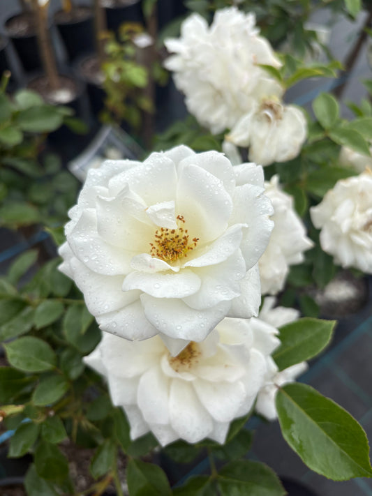 Iceberg - Floribunda Rose 2ft Patio Standard