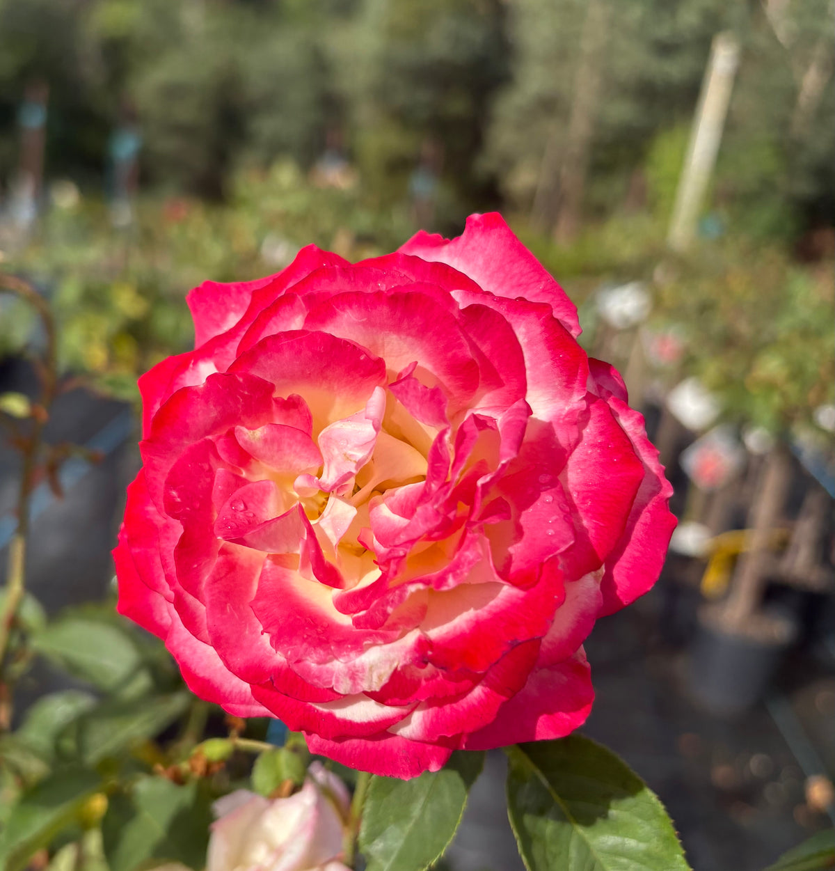 Double Delight - Hybrid Tea Rose 2ft patio standard