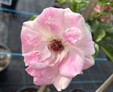 Brilliant Pink Iceberg - Floribunda Rose 2ft patio standard