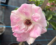 Brilliant Pink Iceberg - Floribunda Rose 2ft patio standard (Bareroot)