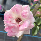 Brilliant Pink Iceberg - Floribunda Rose 2ft patio standard