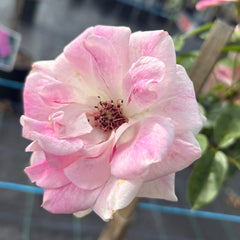 Brilliant Pink Iceberg - Floribunda Rose 2ft patio standard (Bareroot)