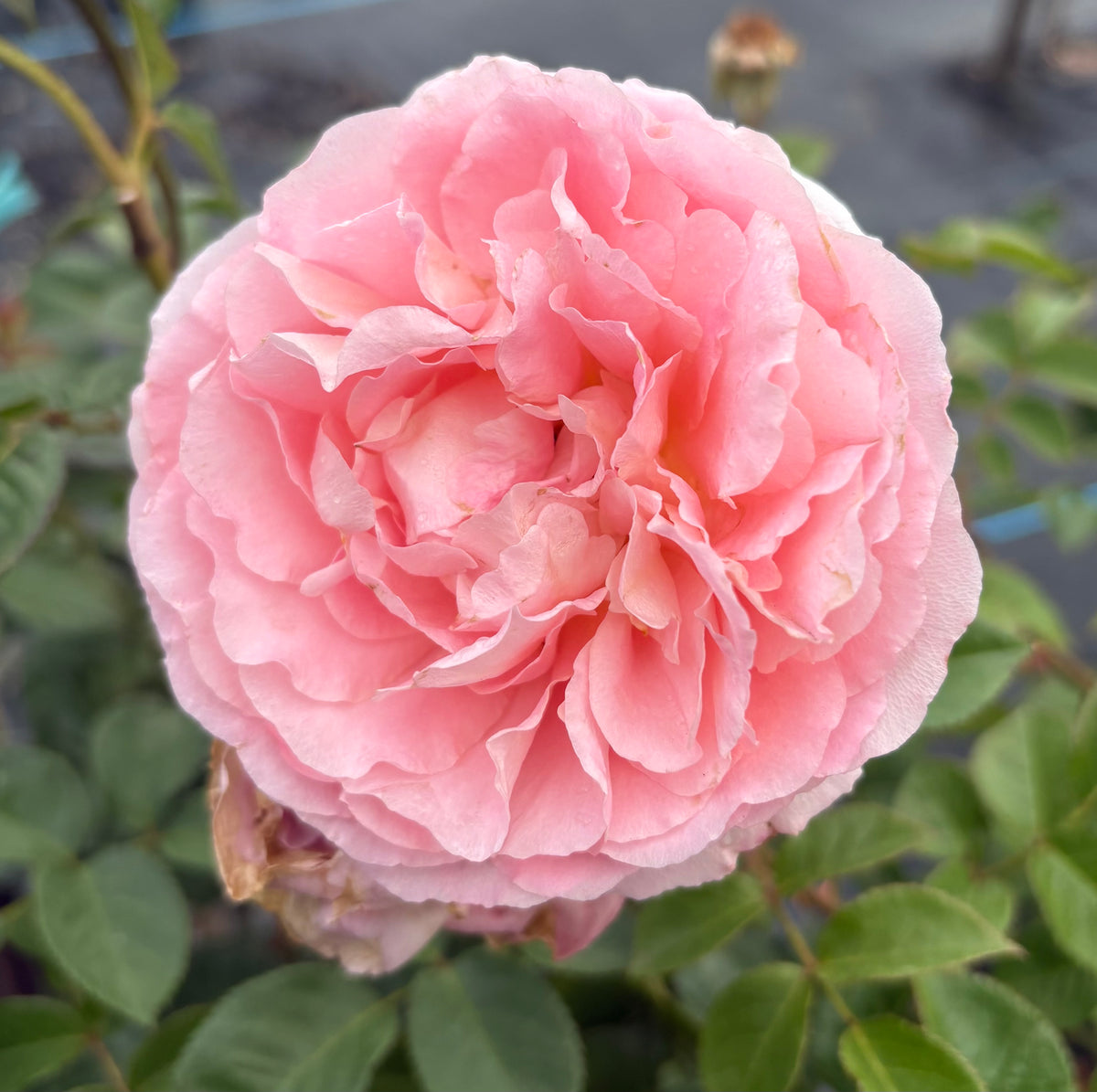 Abraham Darby David Austin Rose 2ft Patio Standard
