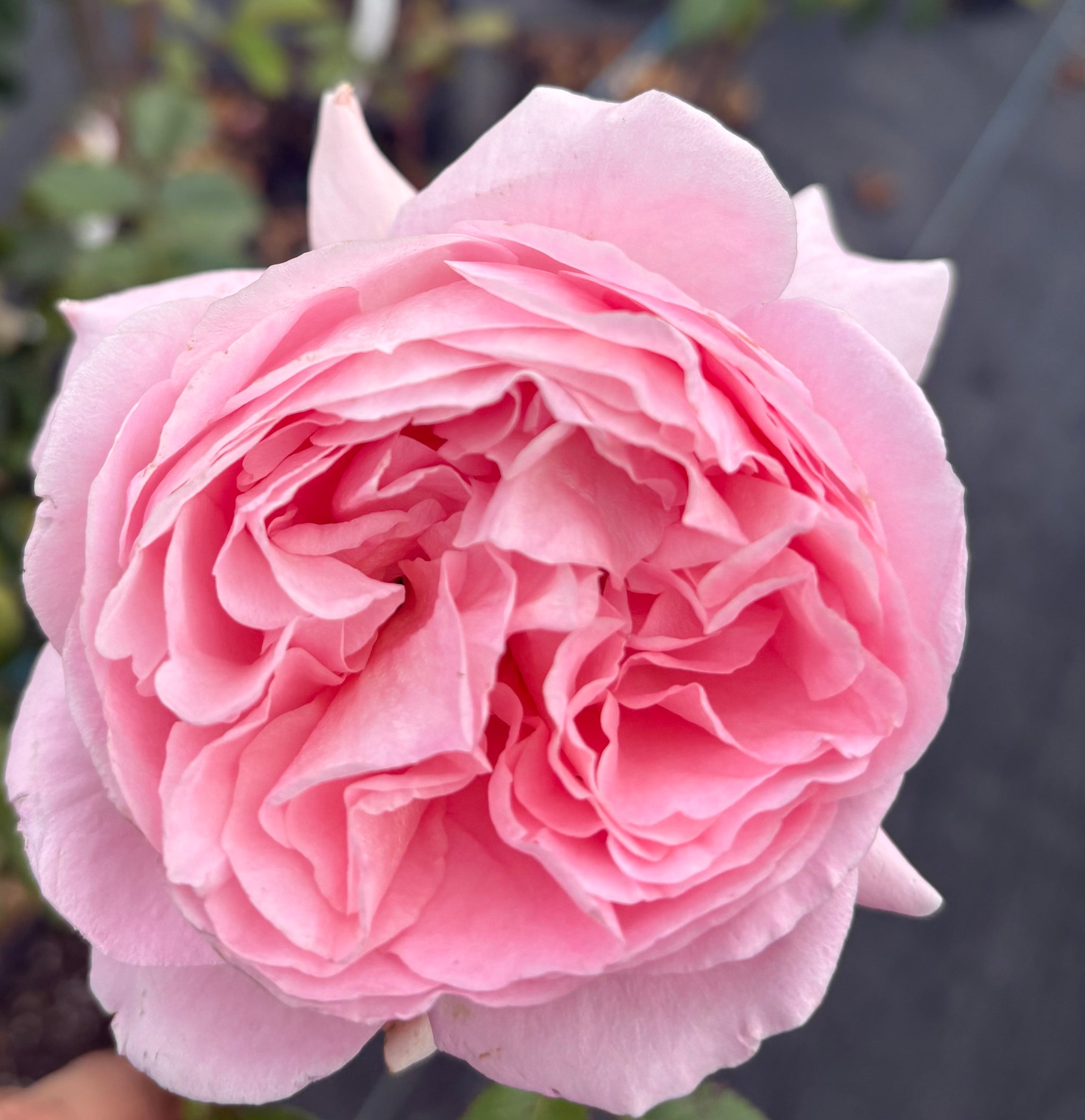 Abraham Darby David Austin Rose 2ft Patio Standard (Bareroot)