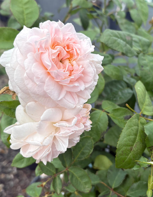 Eglantyne David Austin Bush Rose 2ft patio standard