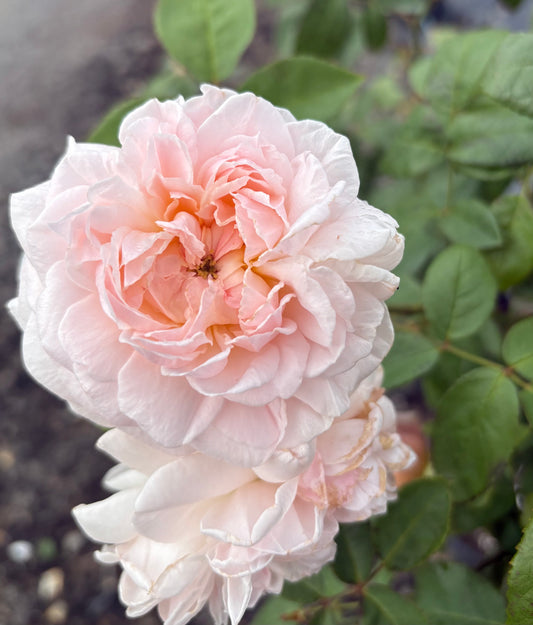 Eglantyne David Austin Bush Rose 2ft patio standard