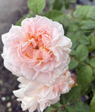 Eglantyne David Austin Bush Rose 2ft patio standard