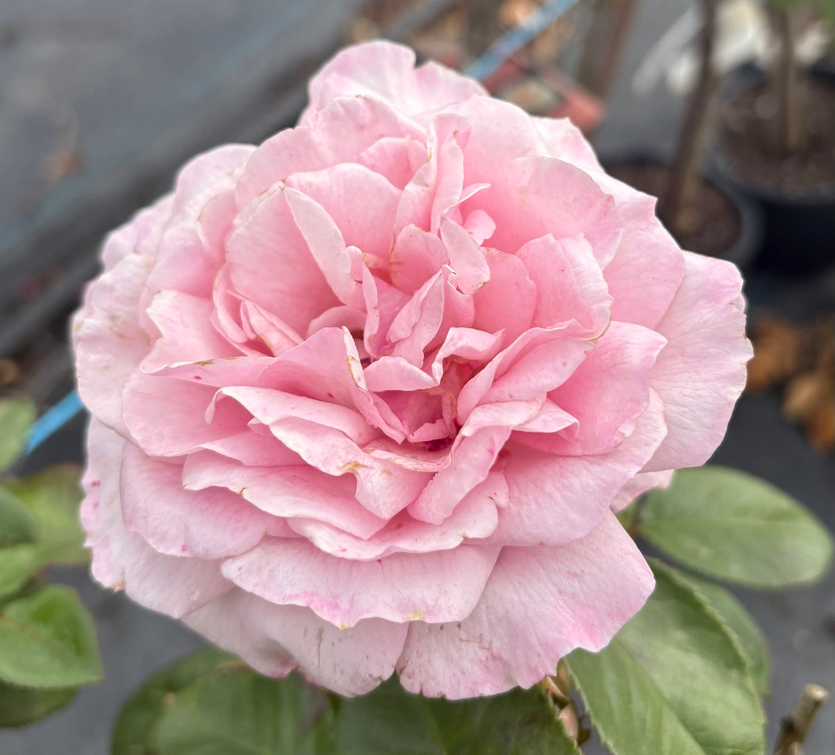 My Hero -2ft patio standard