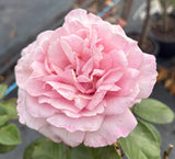 My Hero -2ft patio standard