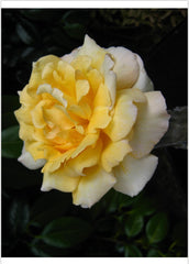 Smooth Touch Queen Thornless Bush Rose