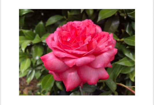 Smooth Touch Carley Rose Thornless Bush Rose