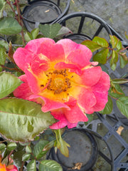 Pin up - Potted Bush Rose