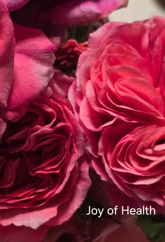Joy Of Health New Release Floribunda Bush Rose (Bare-rooted)