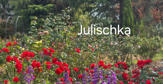 Julischka (Bareroot)
