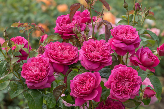 James L Austin - David Austin - Shrub Rose