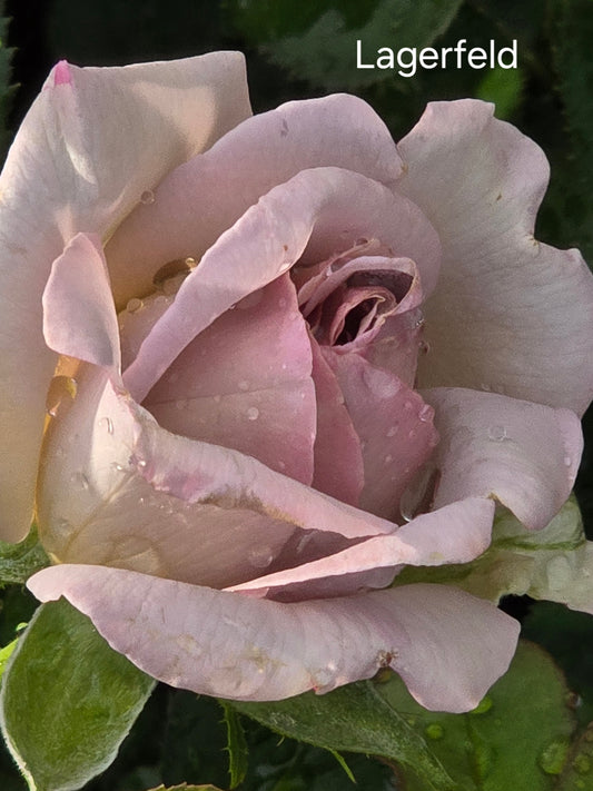 Lagerfeld Hybrid Tea Bush Rose (Bareroot)