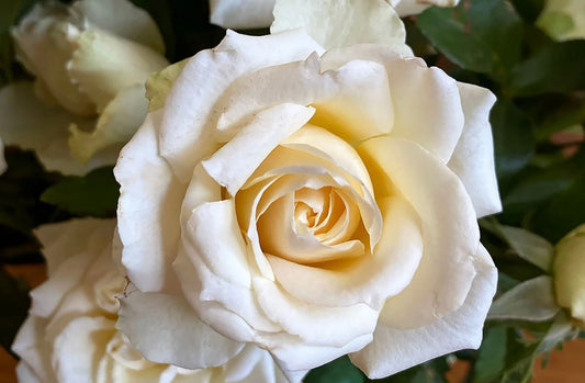 Our Vanilla Floribunda 2ft patio standard