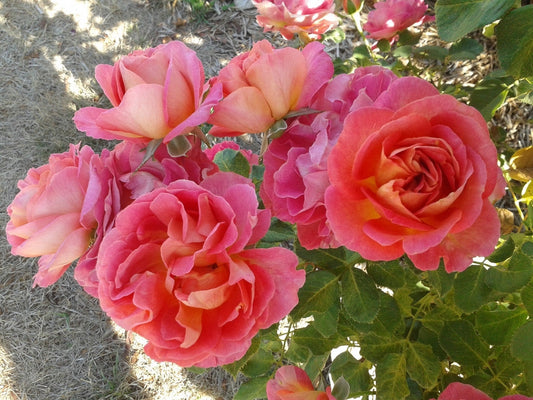 La Jago - Delbard - Shrub Rose (bare rooted)