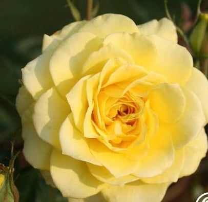 Limelight Hybrid Tea 2ft patio standard