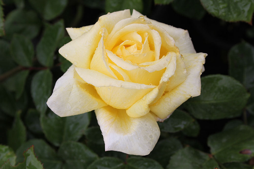 Little Ray Of Sunshine New Release Hybrid Tea 2ft Patio Standard