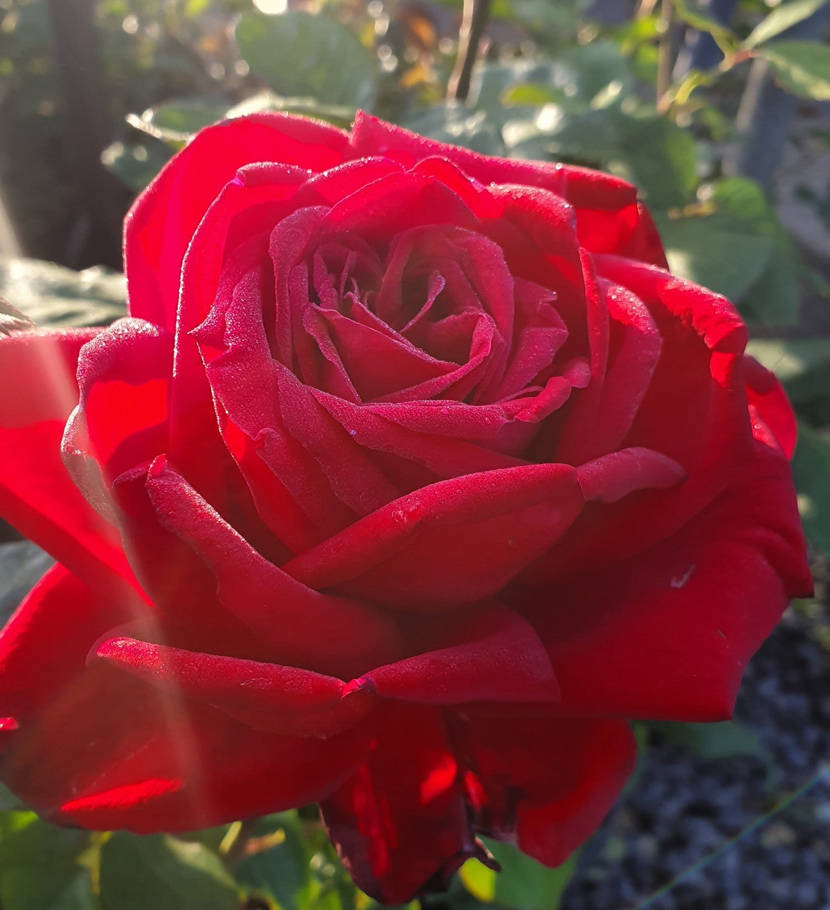 Loving Memory - Hybrid Tea Rose