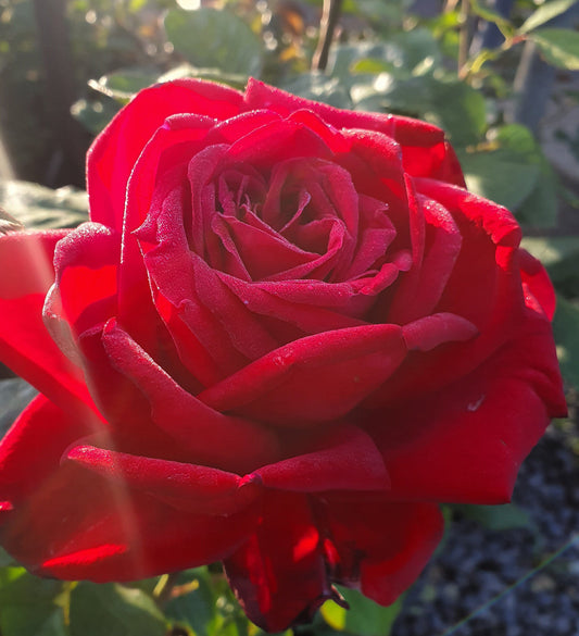 Loving Memory - Hybrid Tea Rose