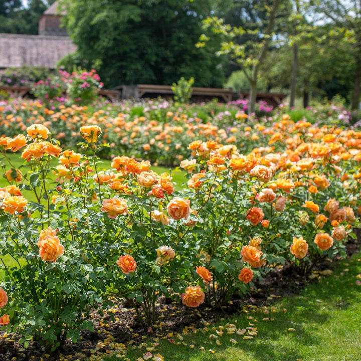 Lady Of Shalott (Ausnyson) - David Austin
