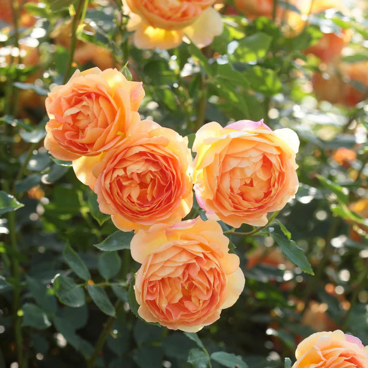 Lady Of Shalott (Ausnyson) - David Austin