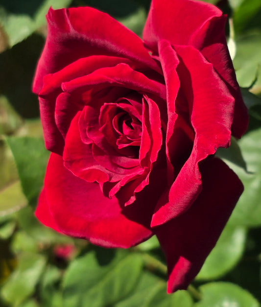 Le Rouge et le Noir Delbard Bush Rose