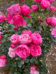 Leonardo Da Vinci™ Floribunda New Release 2ft patio standard (Bareroot)
