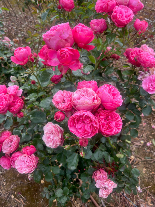 Leonardo Da Vinci™ Floribunda New Release Bush Rose