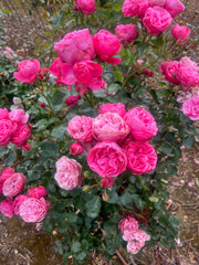 Leonardo Da Vinci™ Floribunda New Release 2ft patio standard (Bareroot)