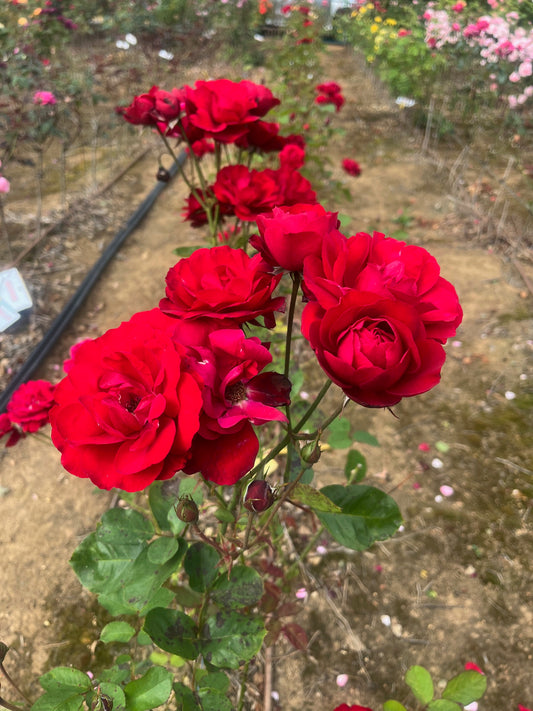 Lilli Marlene Floribunda Bush Rose (Bareroot)