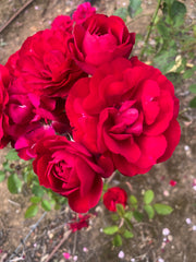 Lilli Marlene Floribunda Bush Rose (Bareroot)