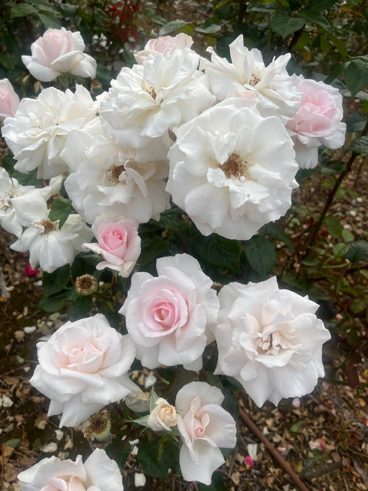 Linked Hearts - Hybrid Tea Rose