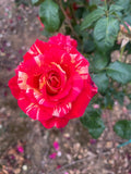 Love In Recent Release Floribunda Bush Rose