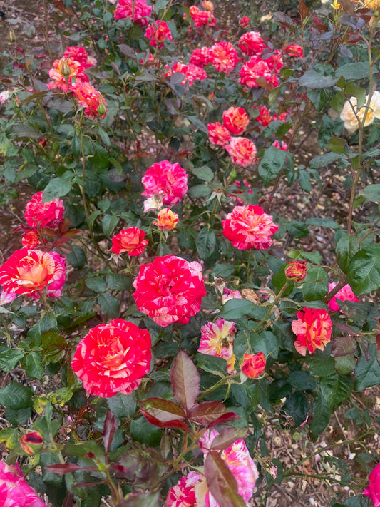 Love In Recent Release Floribunda Bush Rose