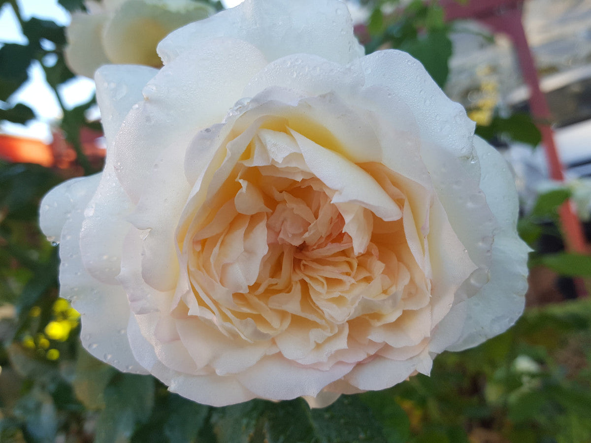 Maggie - Modern Shrub